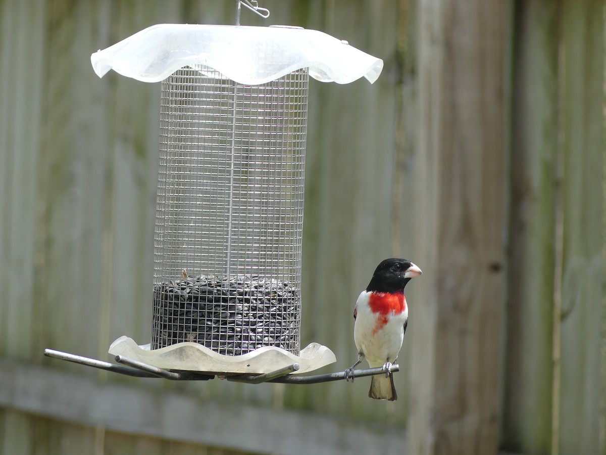 Rose-breasted Grosbeak - ML98402791