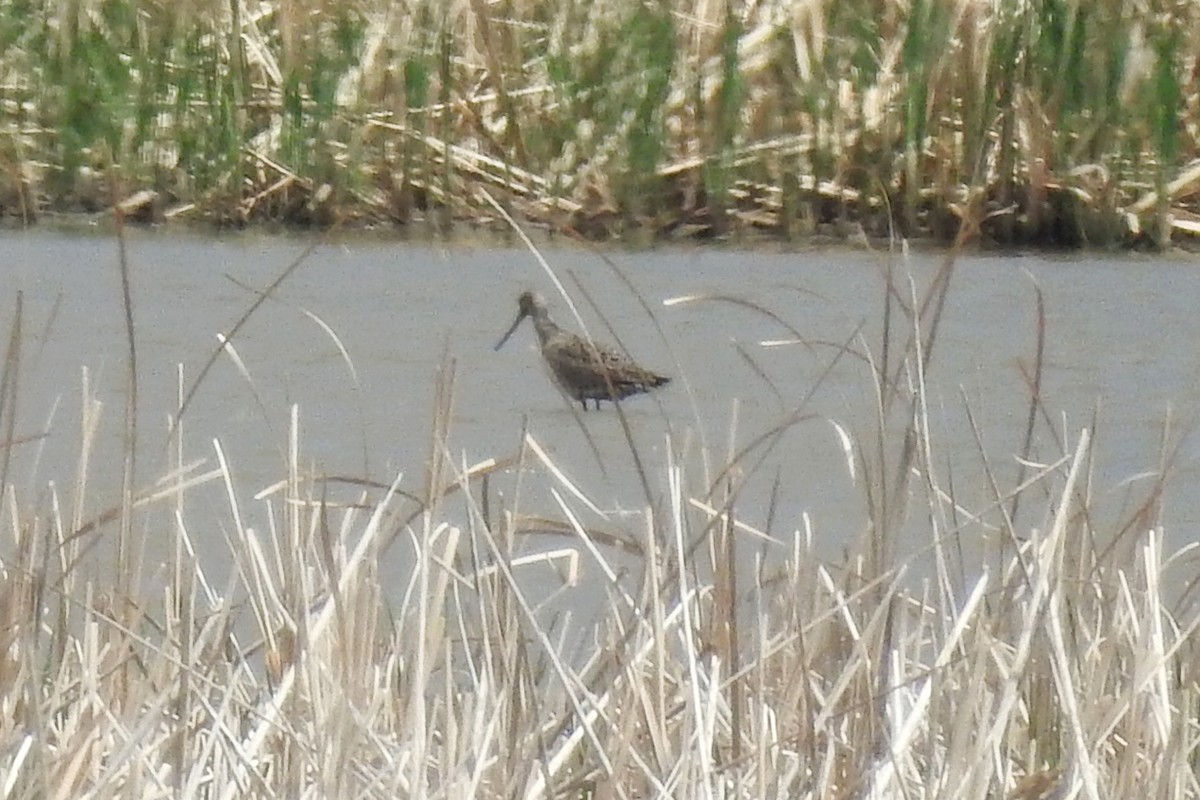 Marbled Godwit - ML98402931