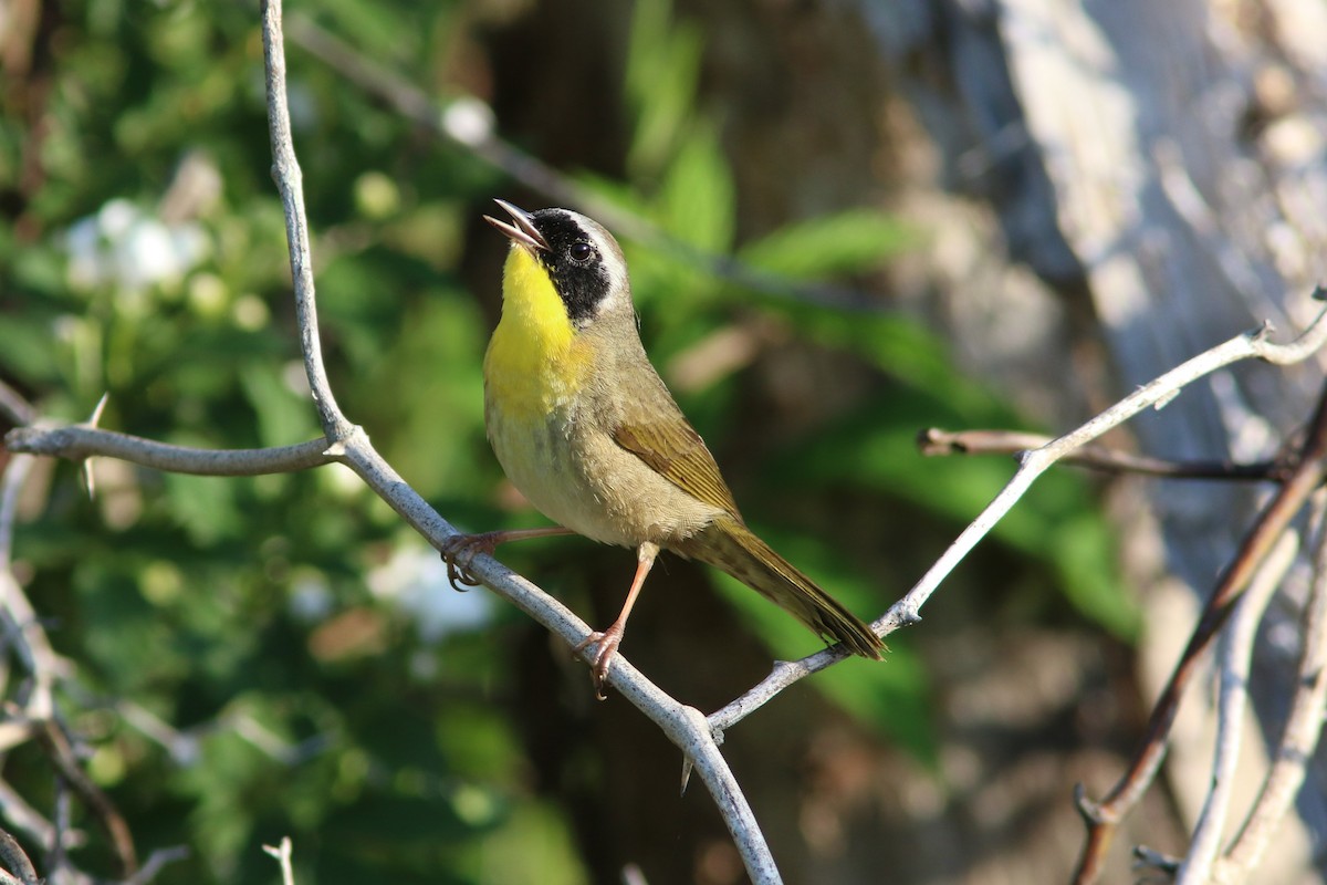 Common Yellowthroat - ML98404011