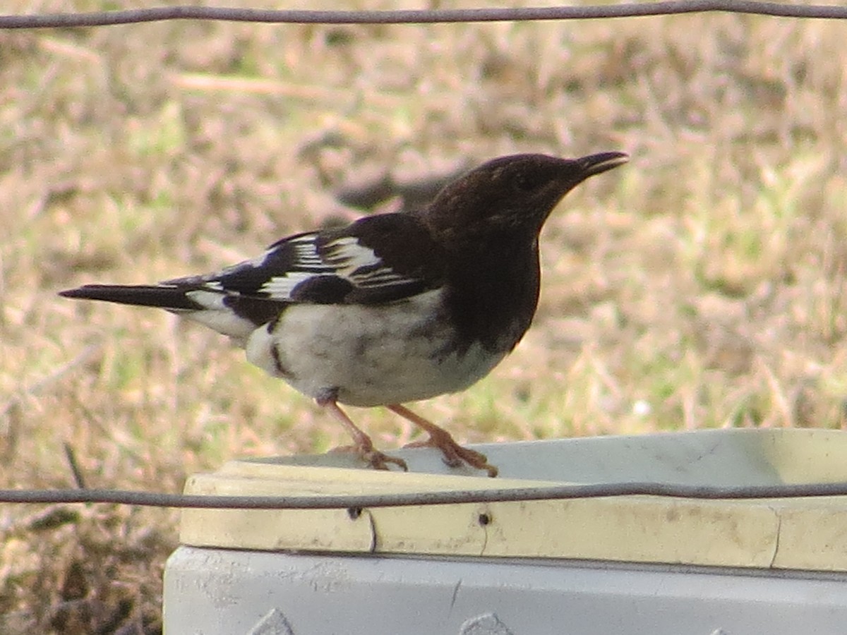 Aztec Thrush - ML98404231