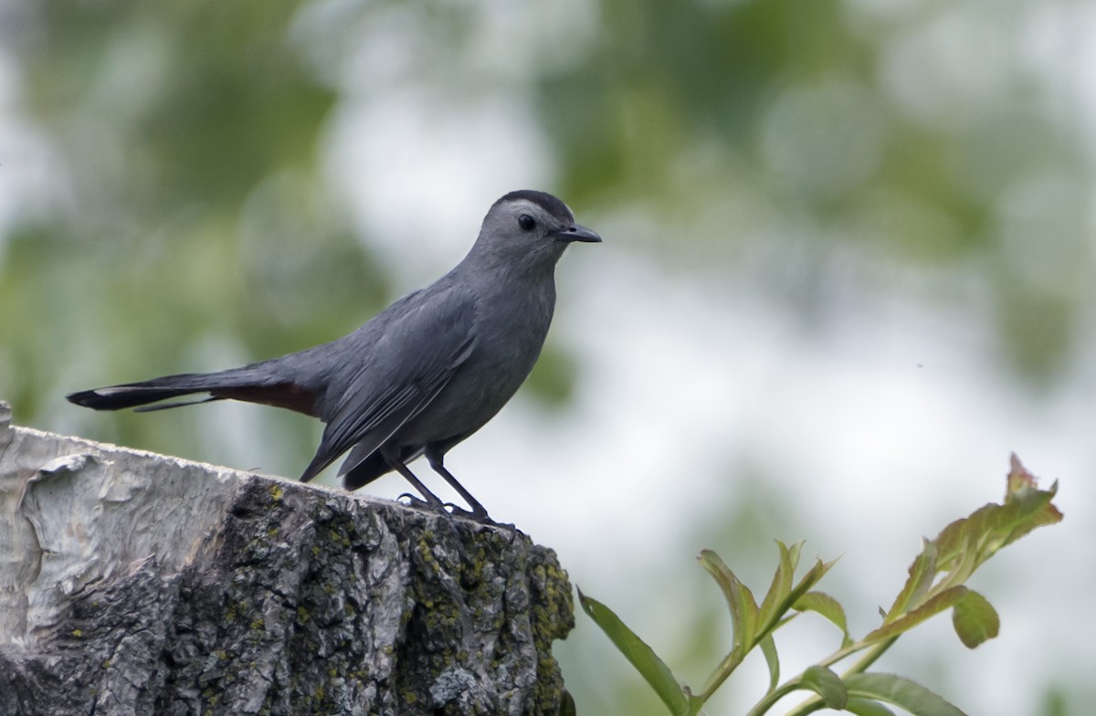 Gray Catbird - ML98404521