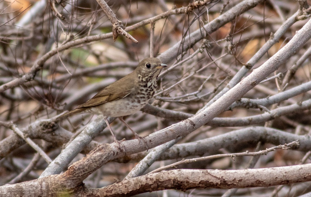 Gray-cheeked Thrush - ML98405221