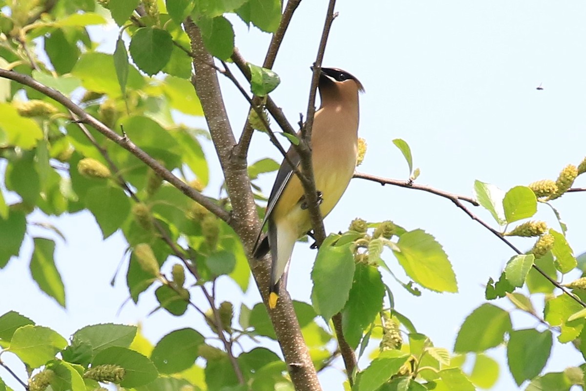 Cedar Waxwing - ML98405261