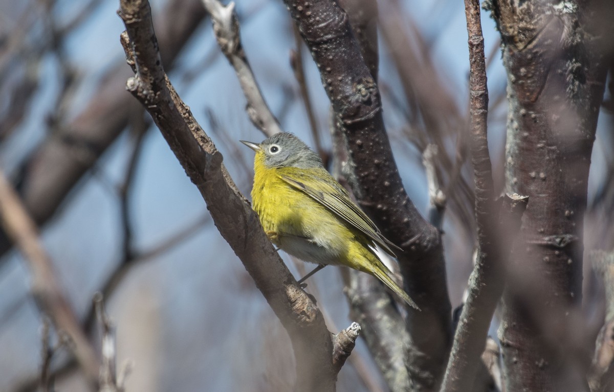 Nashville Warbler - ML98411191