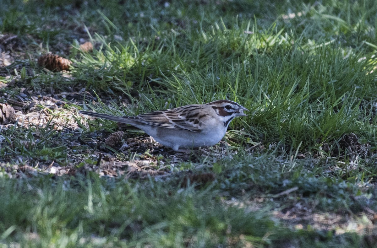 Bruant à joues marron - ML98411601