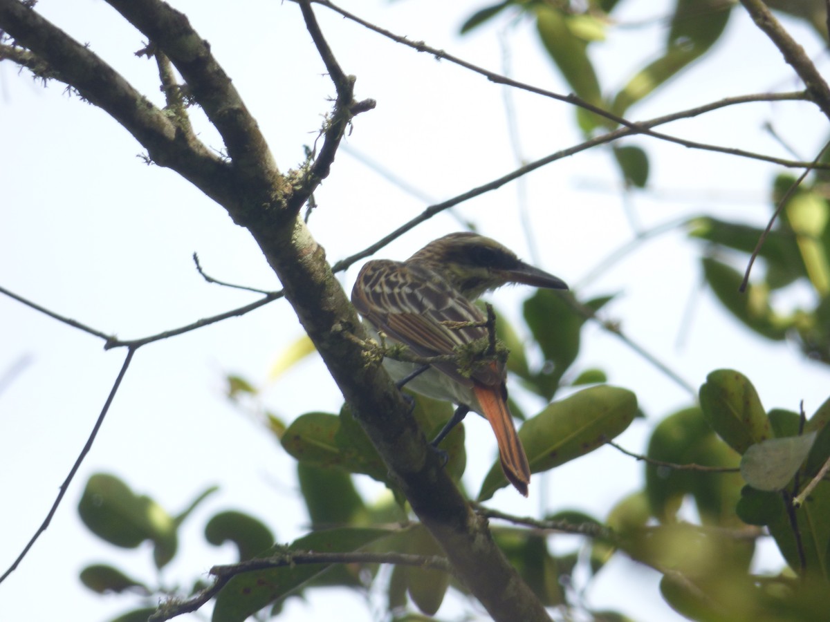 Streaked Flycatcher - ML98411991