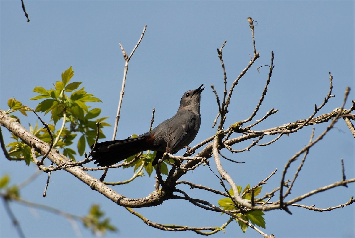 Gray Catbird - Dawn Zuengler