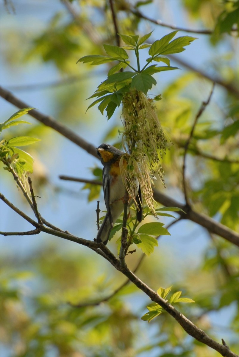 Northern Parula - Dawn Zuengler