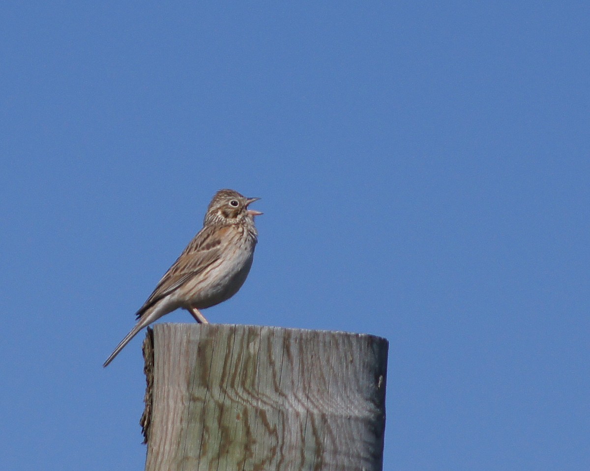Vesper Sparrow - ML98414091