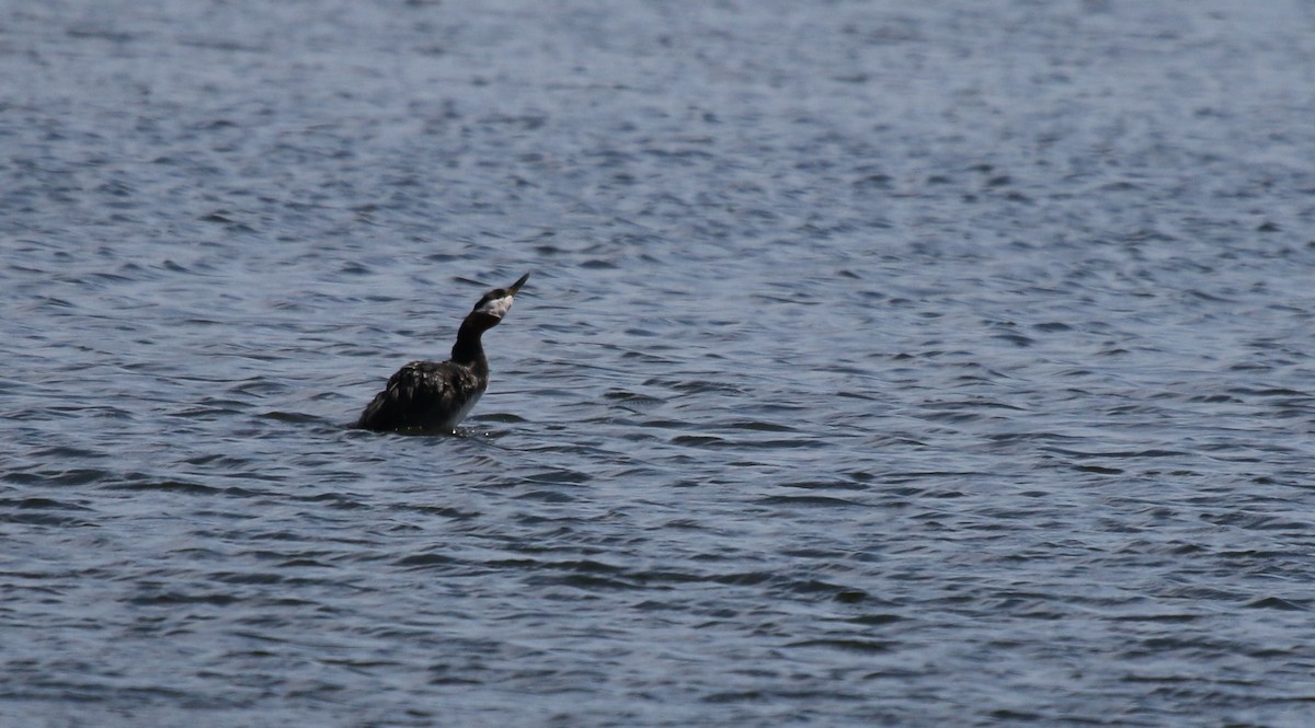 Red-necked Grebe - ML98414101