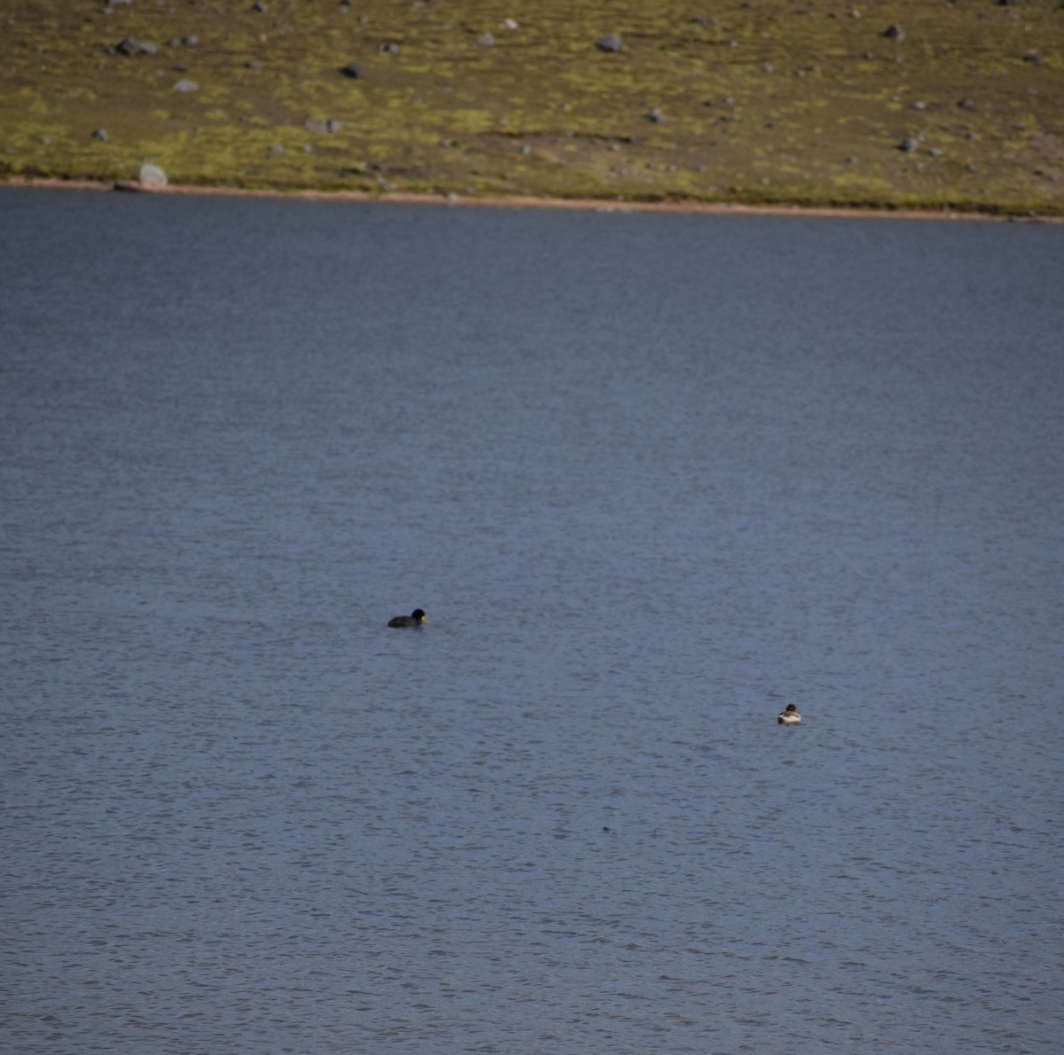 Yellow-billed Teal - ML98414361