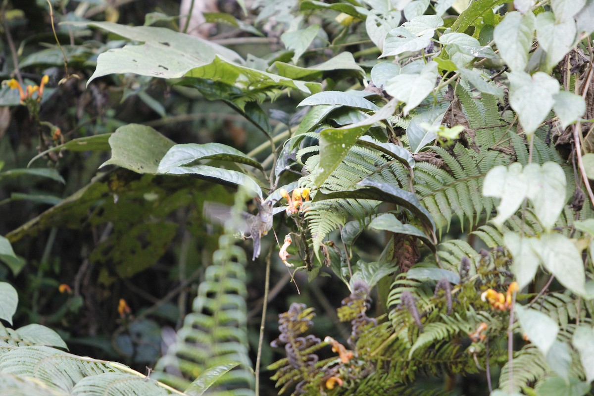 Buff-tailed Sicklebill - ML98415261