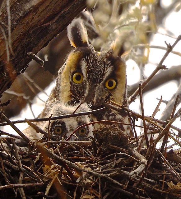 Long-eared Owl - ML98415811