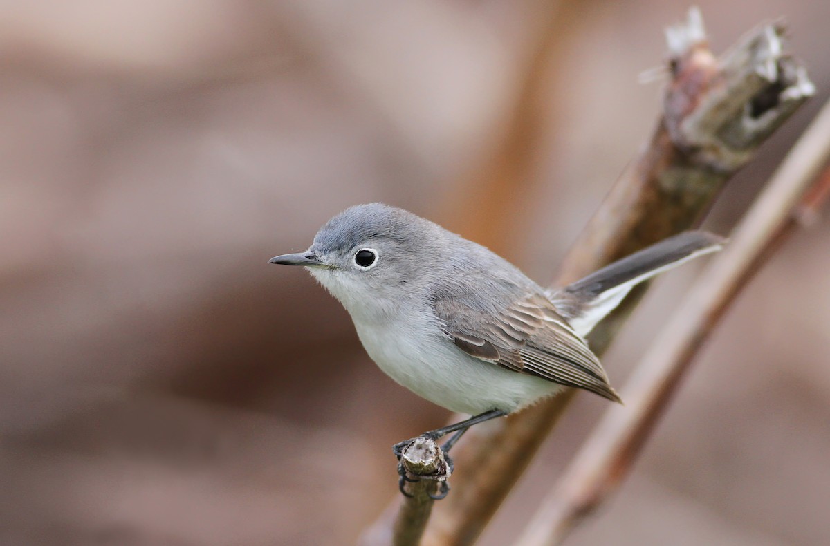 Blue-gray Gnatcatcher (Eastern) - ML98415861