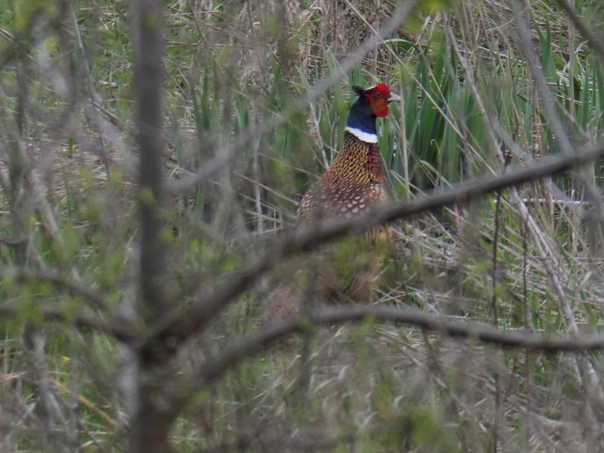 Ring-necked Pheasant - ML98416421