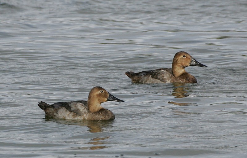 Canvasback - ML98416511