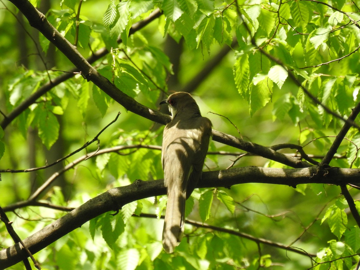 Black-billed Cuckoo - ML98416711