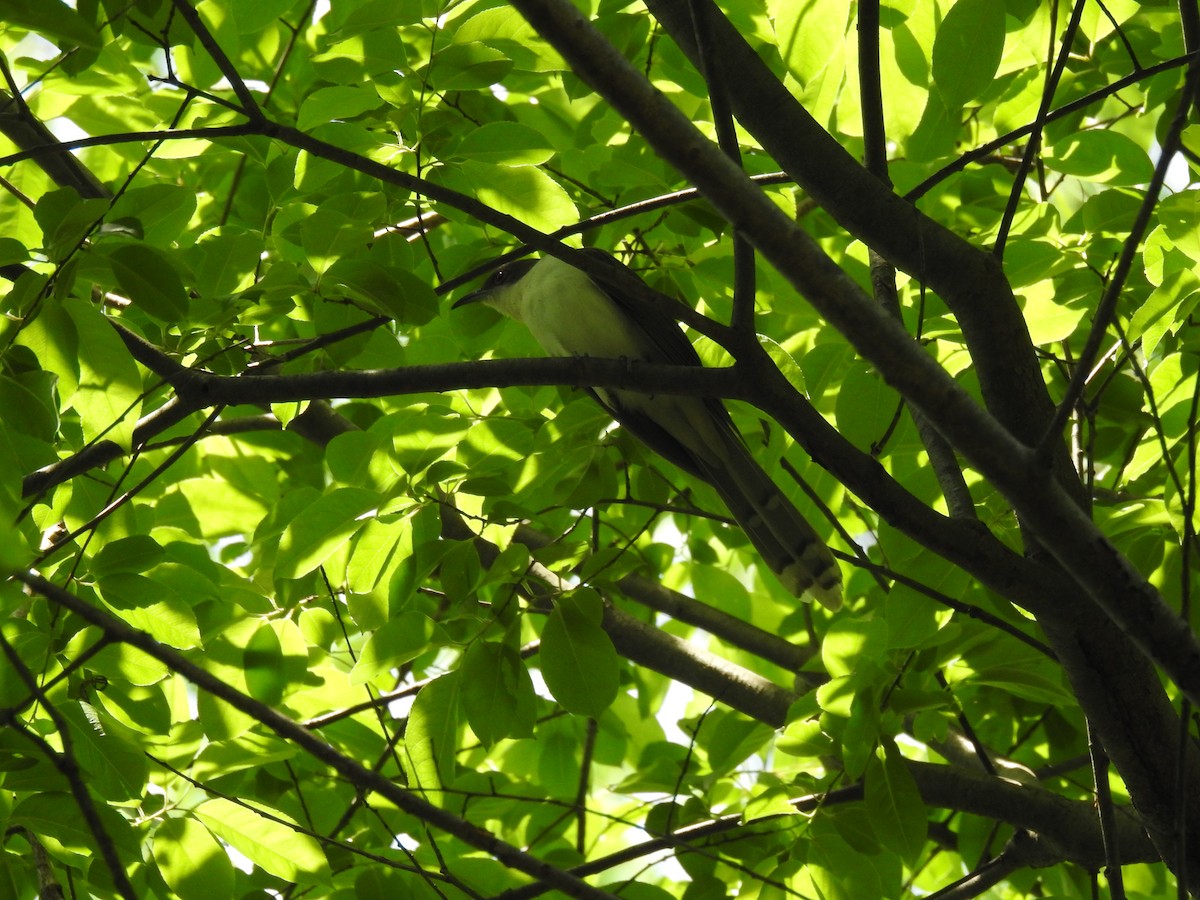 Black-billed Cuckoo - ML98416741