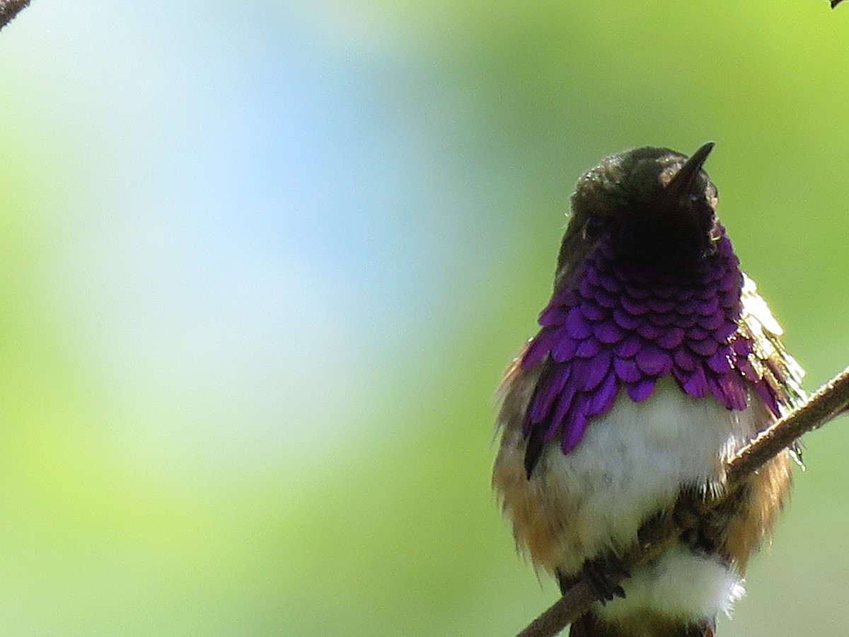 Wine-throated Hummingbird - ML98417261
