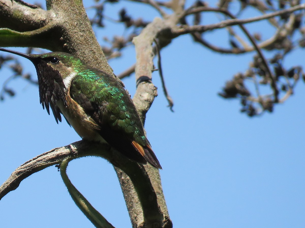 Wine-throated Hummingbird - ML98417521