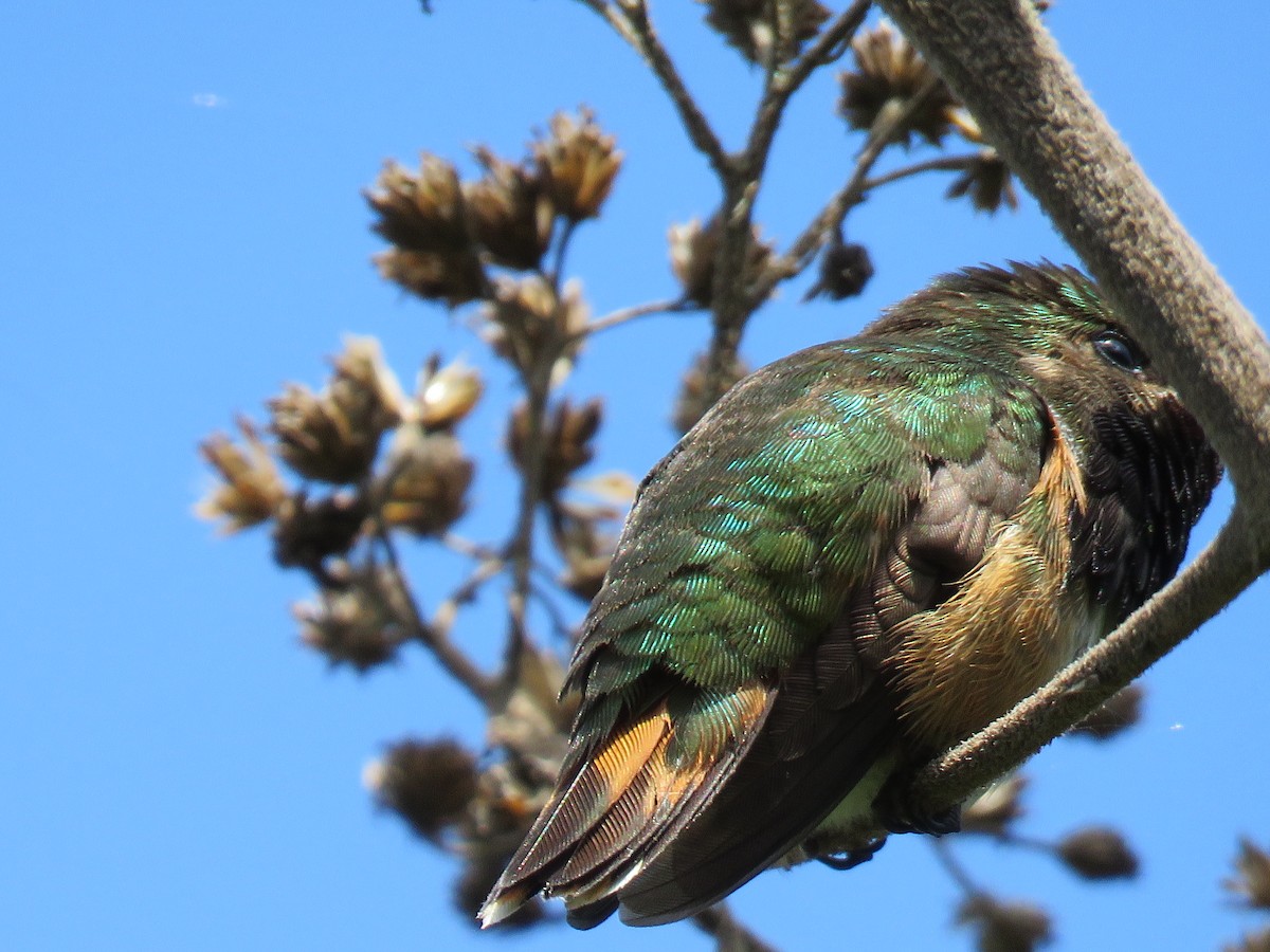 Wine-throated Hummingbird - ML98417711