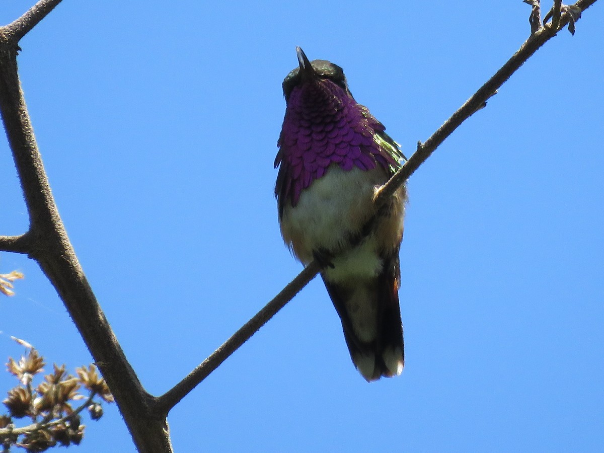 Wine-throated Hummingbird - ML98417931