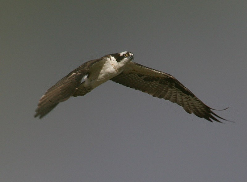 Osprey - ML98418251