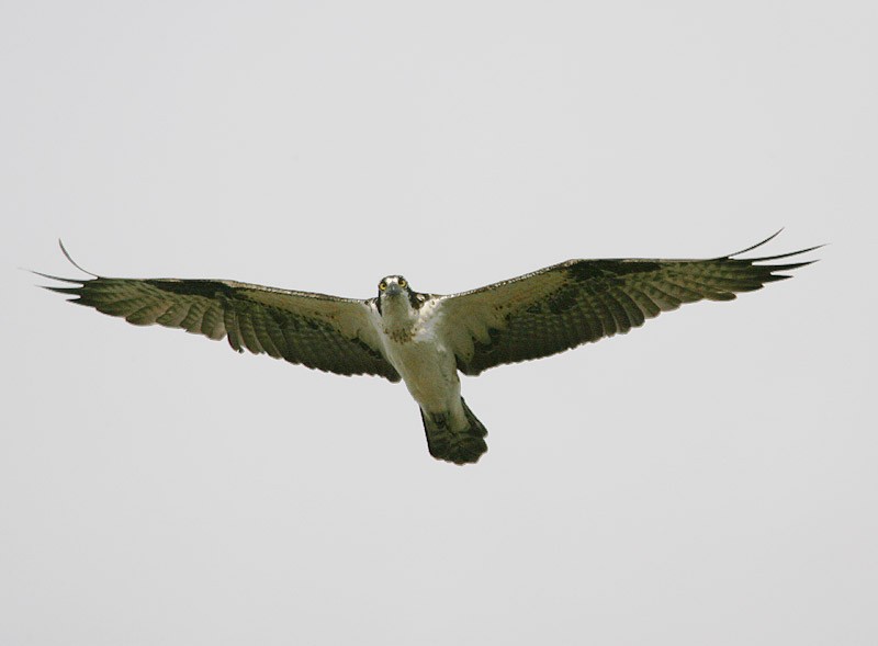 Osprey - ML98418321