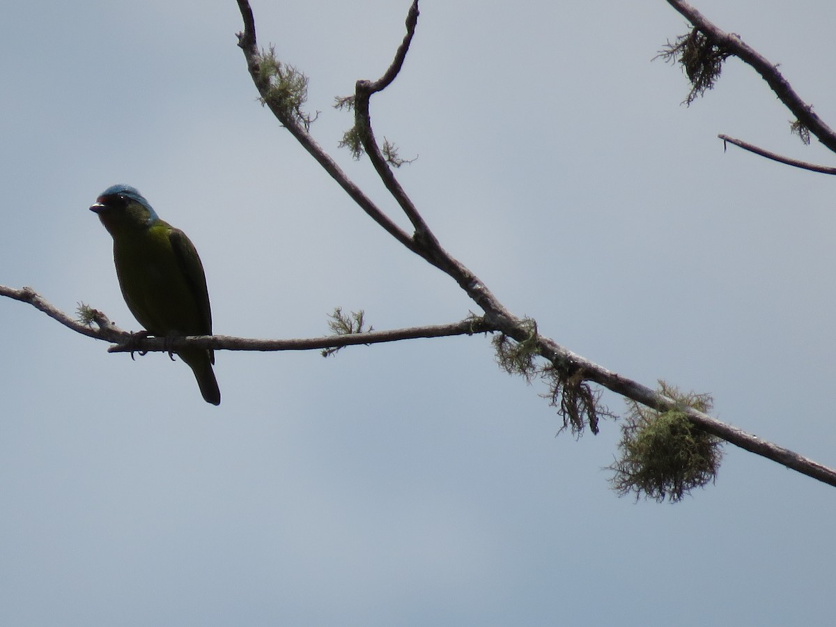 Elegant Euphonia - ML98418341