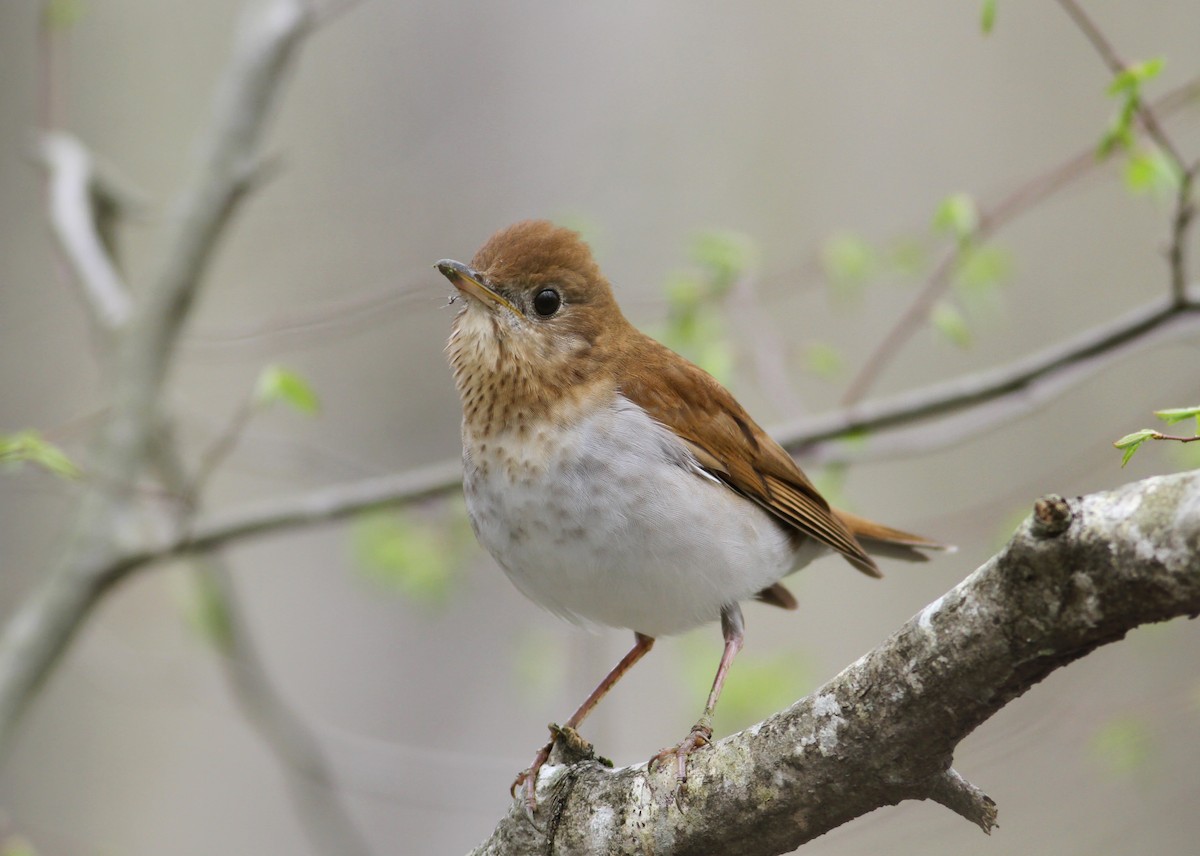 Veery - Andy Eckerson
