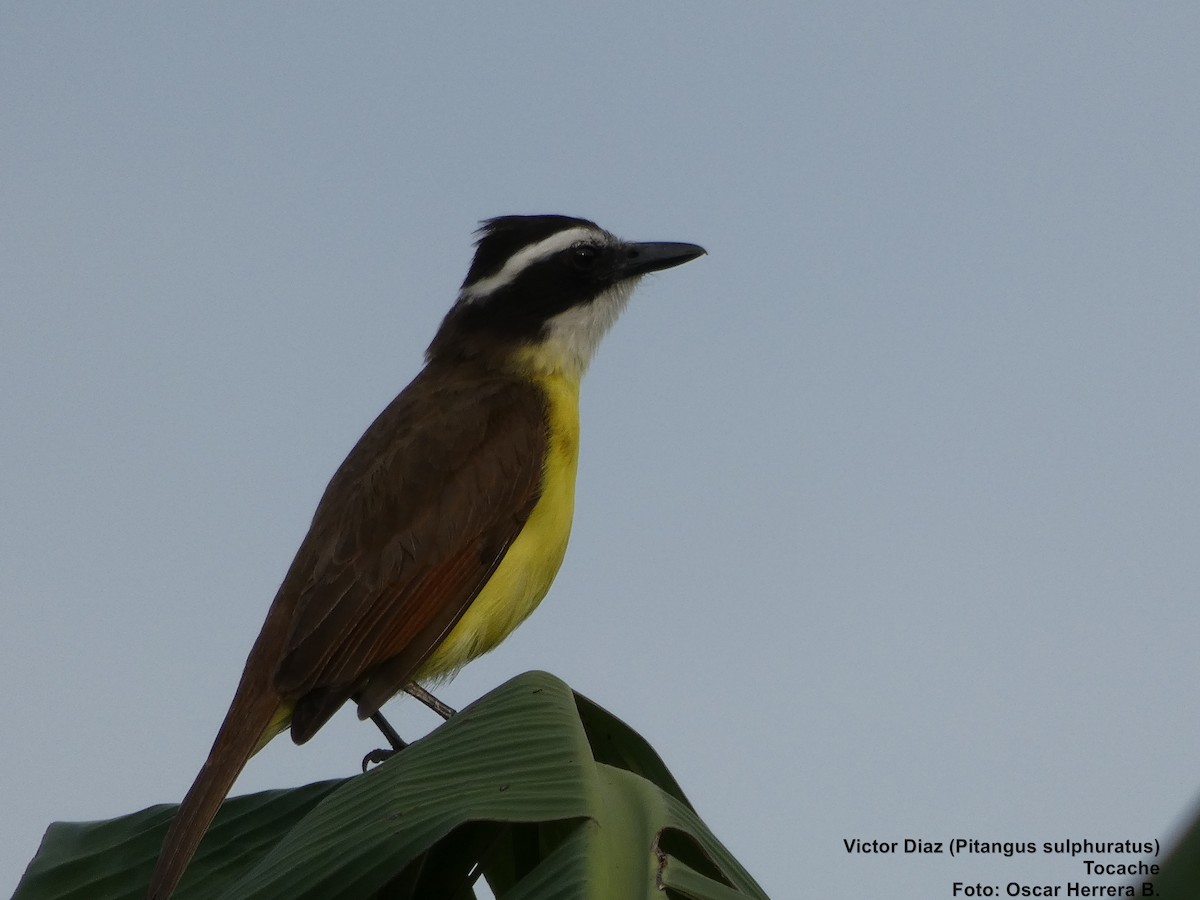 Great Kiskadee - ML98420781