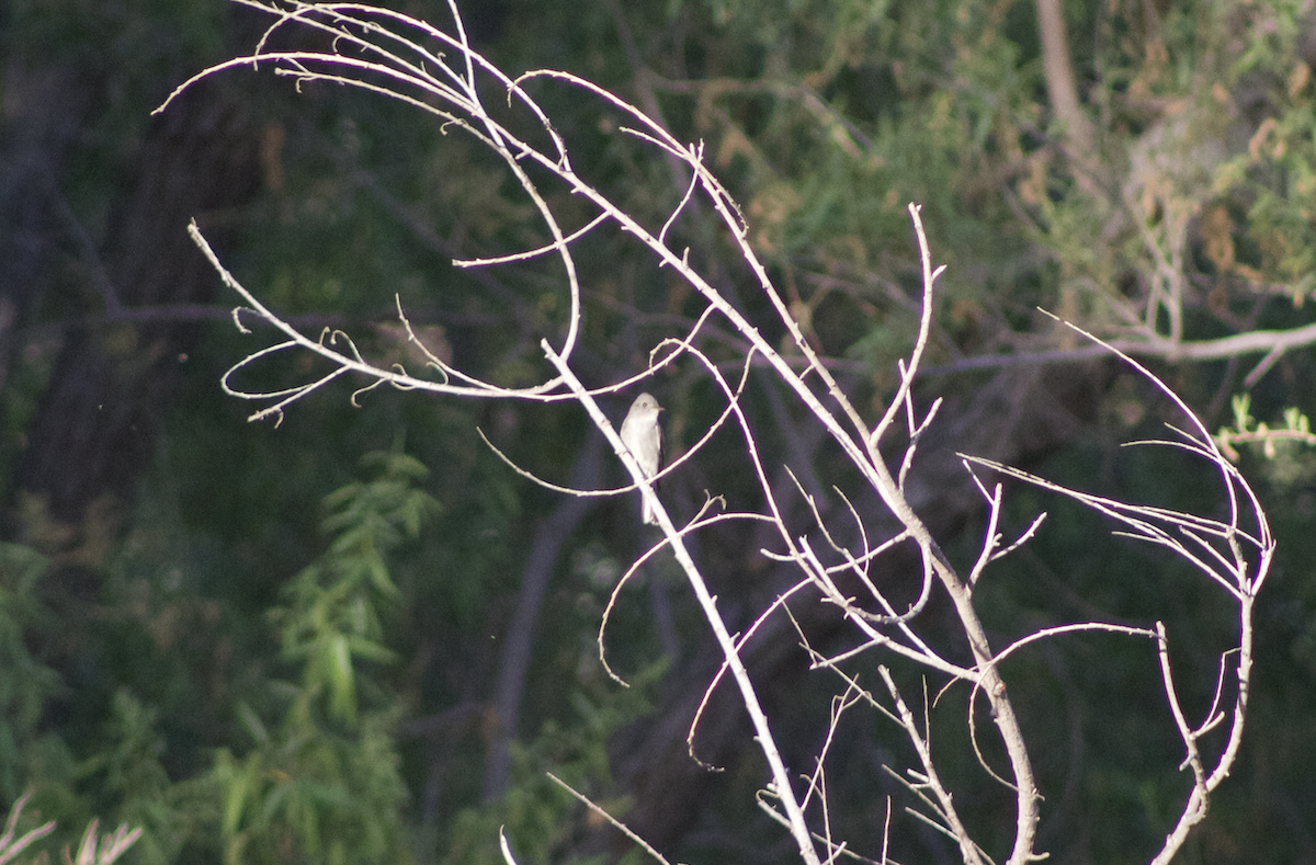 Western Wood-Pewee - ML98421721