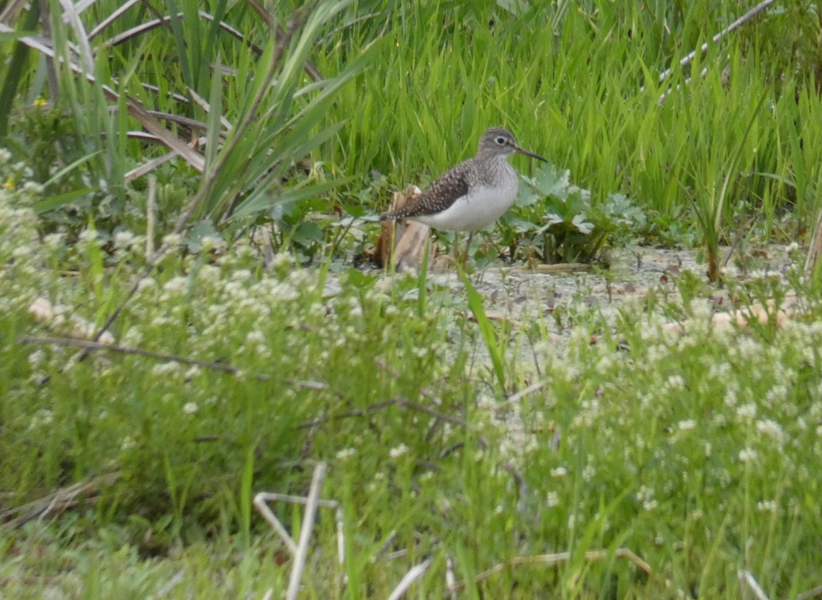 Solitary Sandpiper - ML98422551