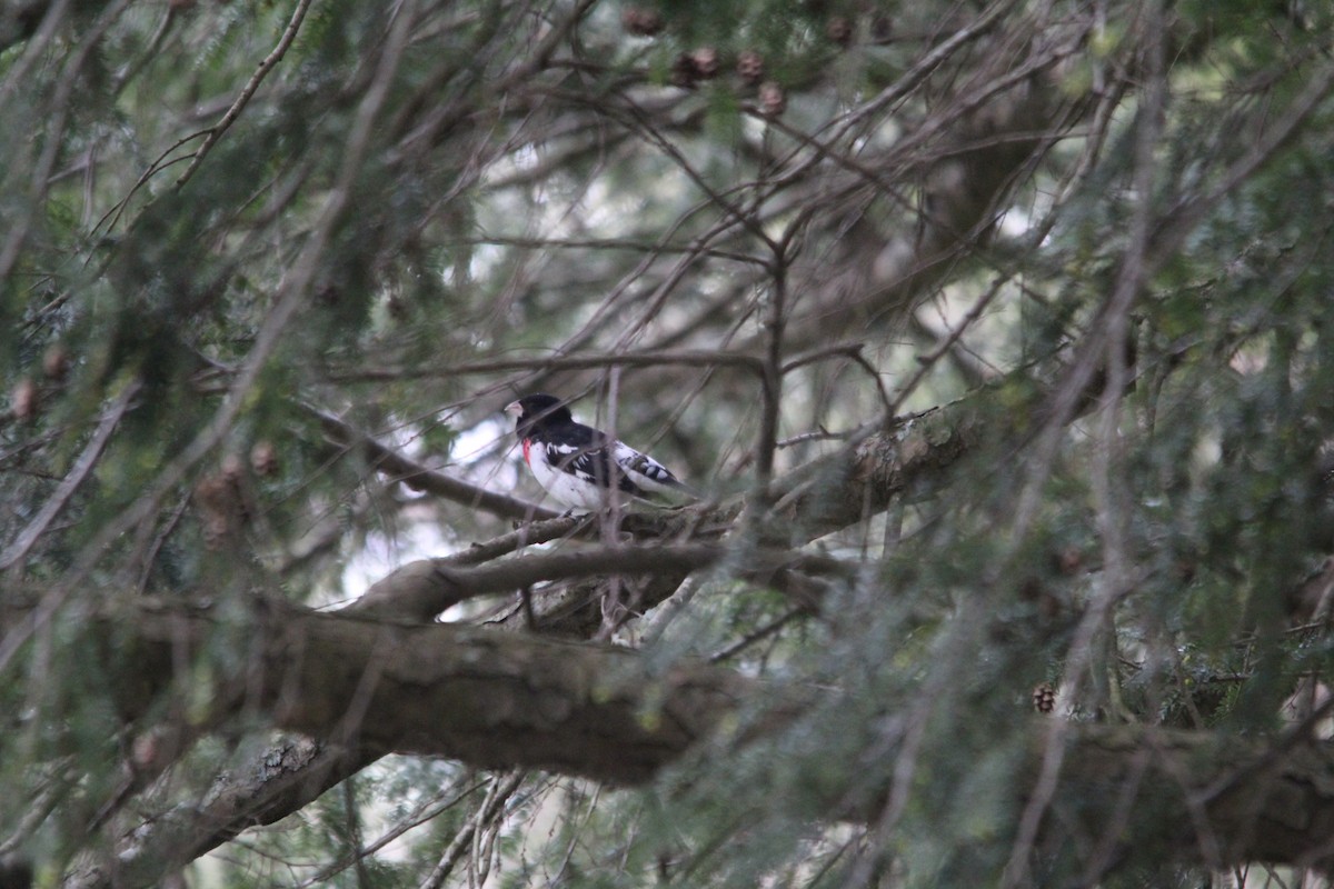 Rose-breasted Grosbeak - ML98423001