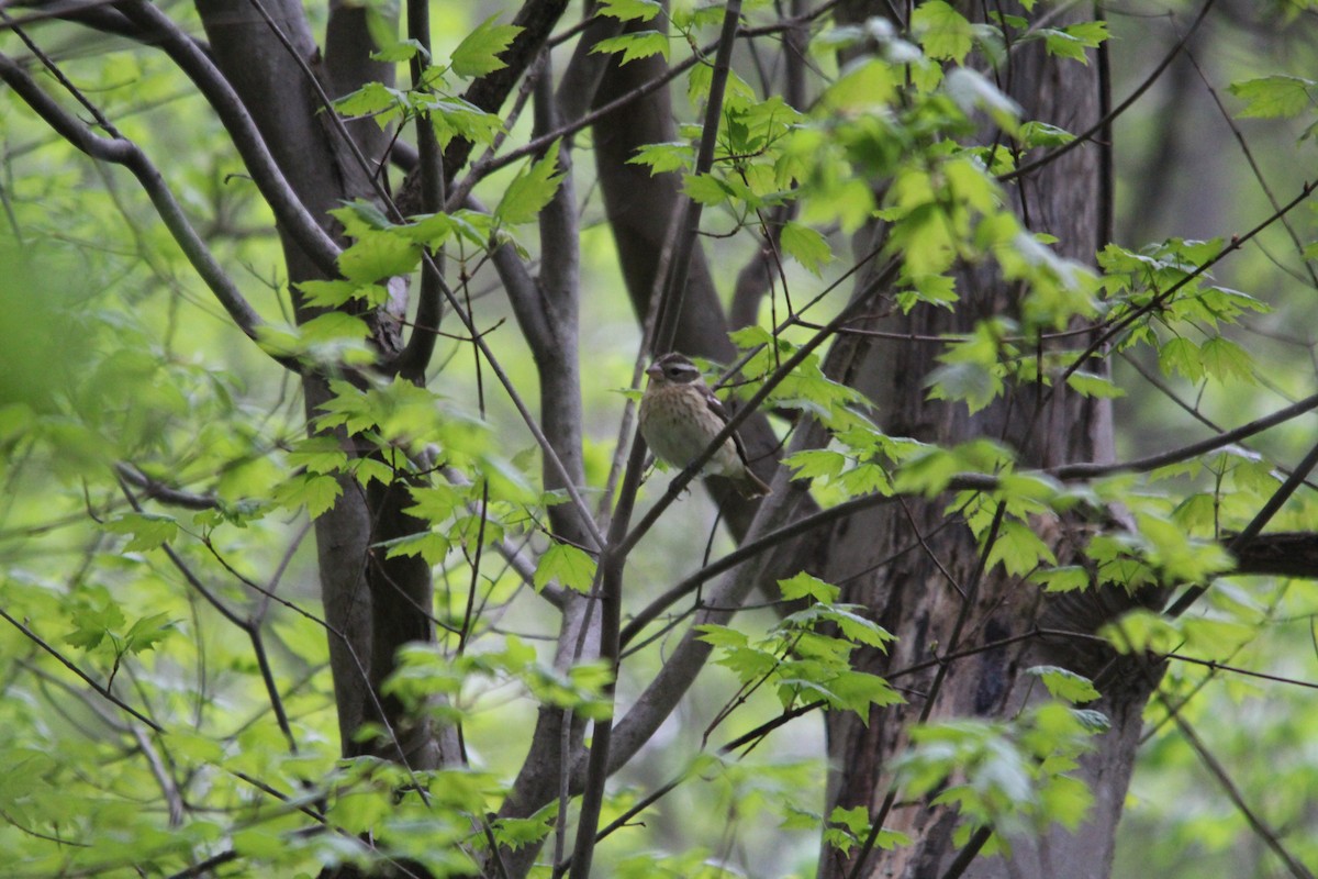 Rose-breasted Grosbeak - ML98423071