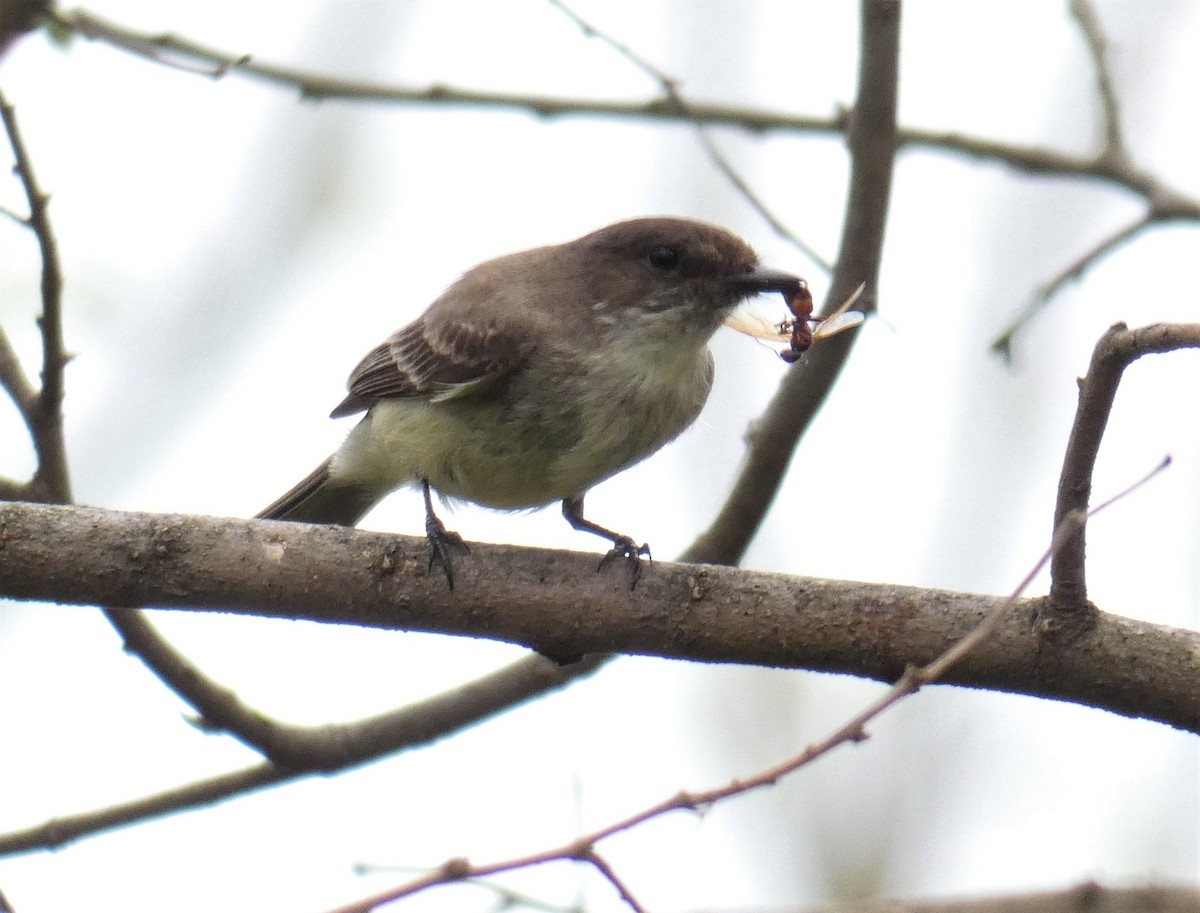 Eastern Phoebe - ML98424541