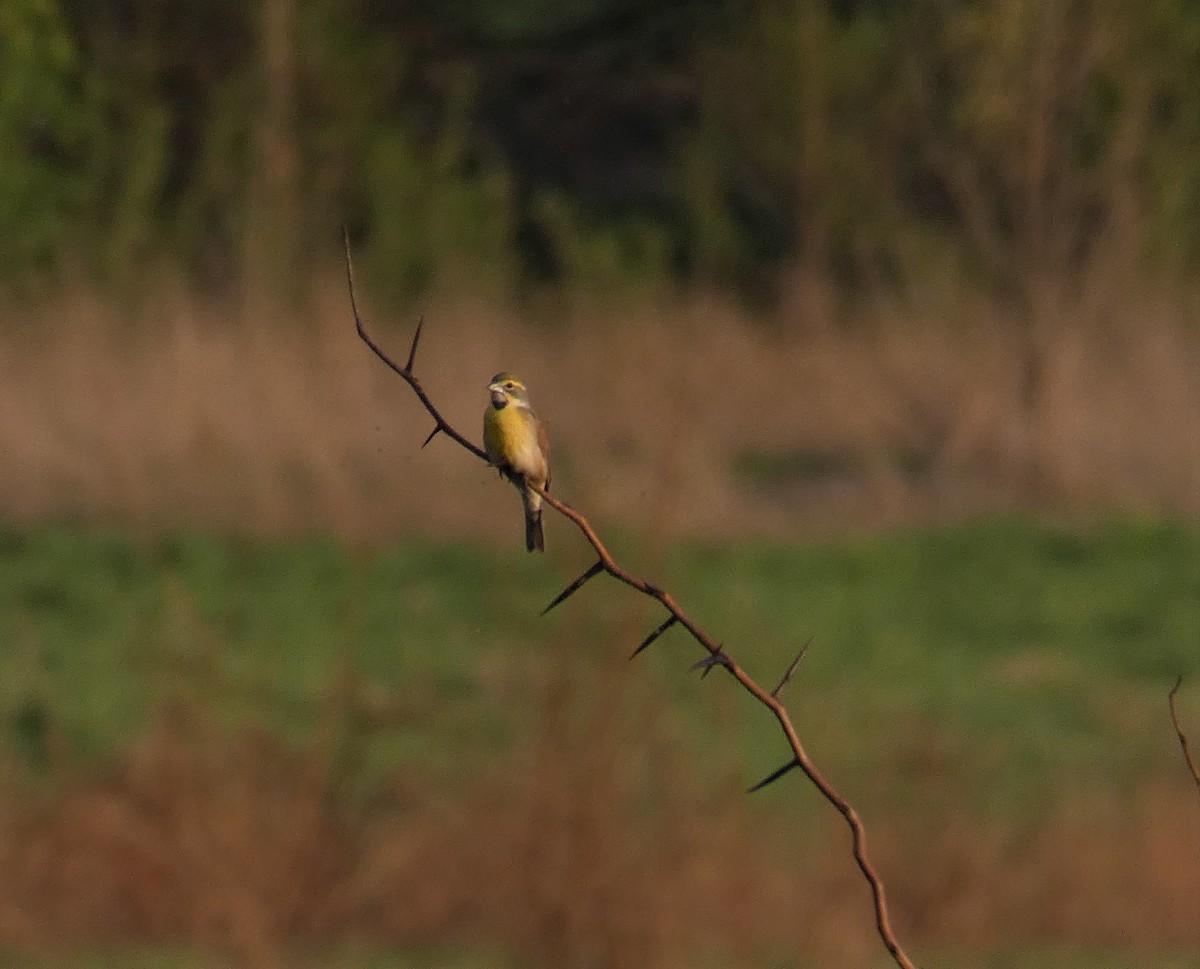 Dickcissel - Larry Theller