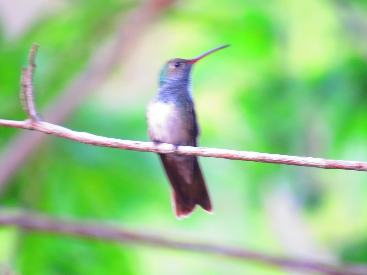 Honduran Emerald - ML98426011