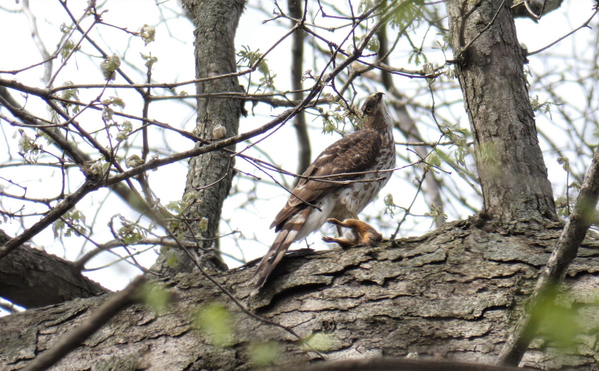 Cooper's Hawk - ML98426241