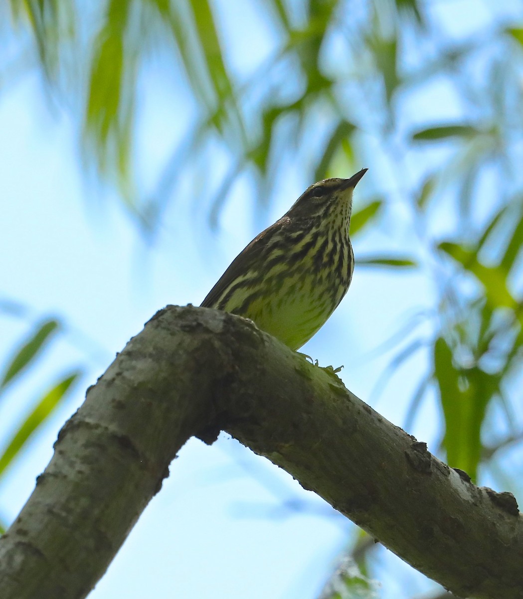 Northern Waterthrush - ML98427951