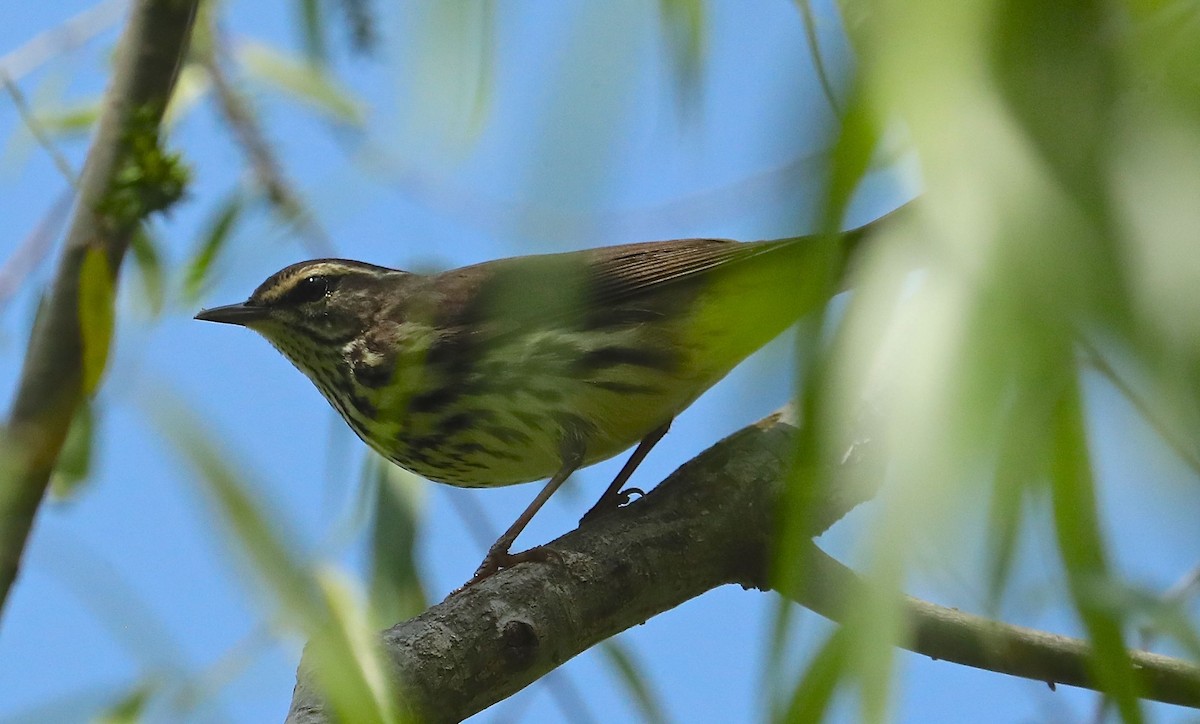 Northern Waterthrush - ML98427961