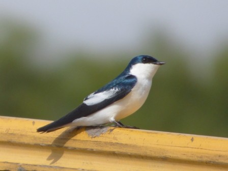 White-winged Swallow - Damián Rumiz