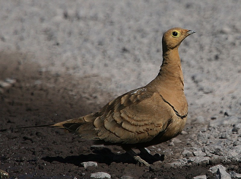 Chestnut-bellied Sandgrouse - Michael Walther