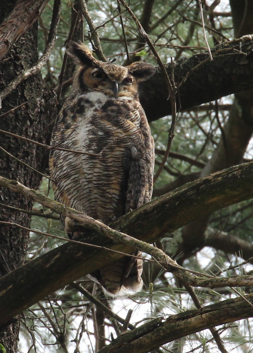 Great Horned Owl - ML98428581