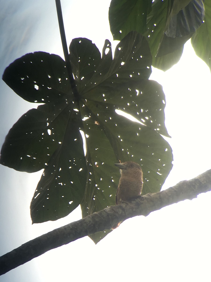 Barred Puffbird - ML98428841