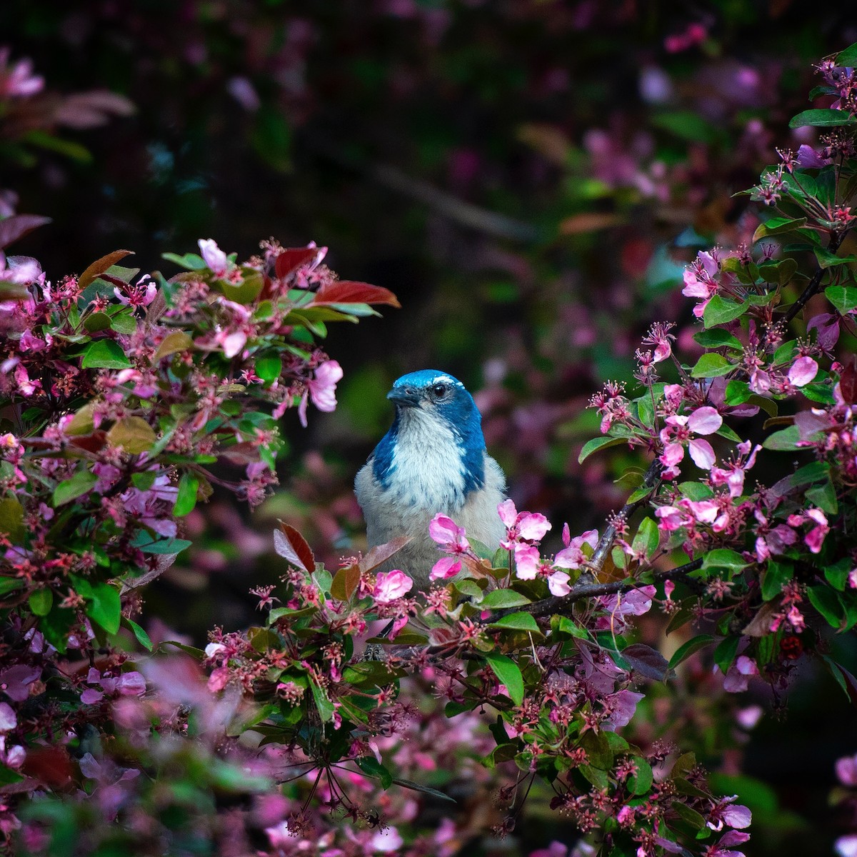 California Scrub-Jay - Clinton Stonich