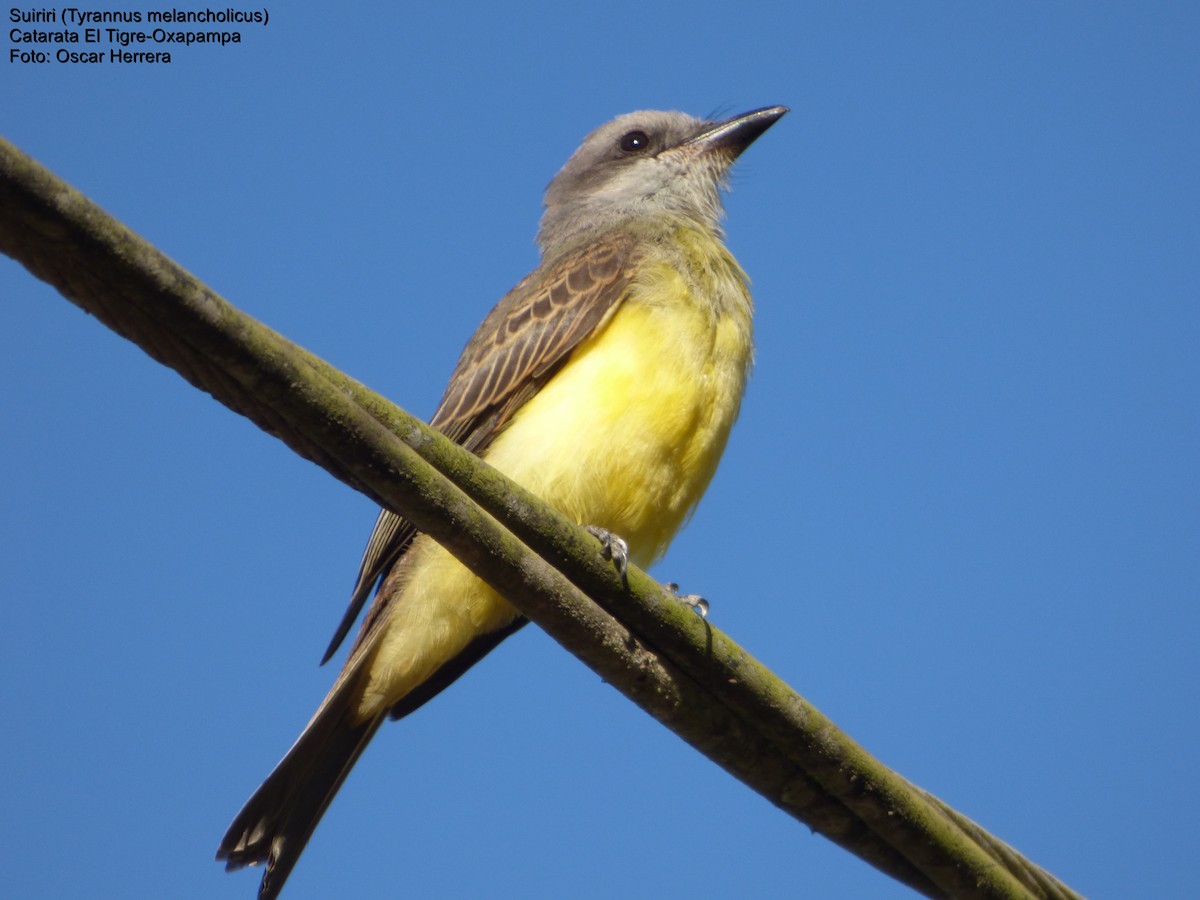 Tropical Kingbird - Oscar Herrera Bustamante