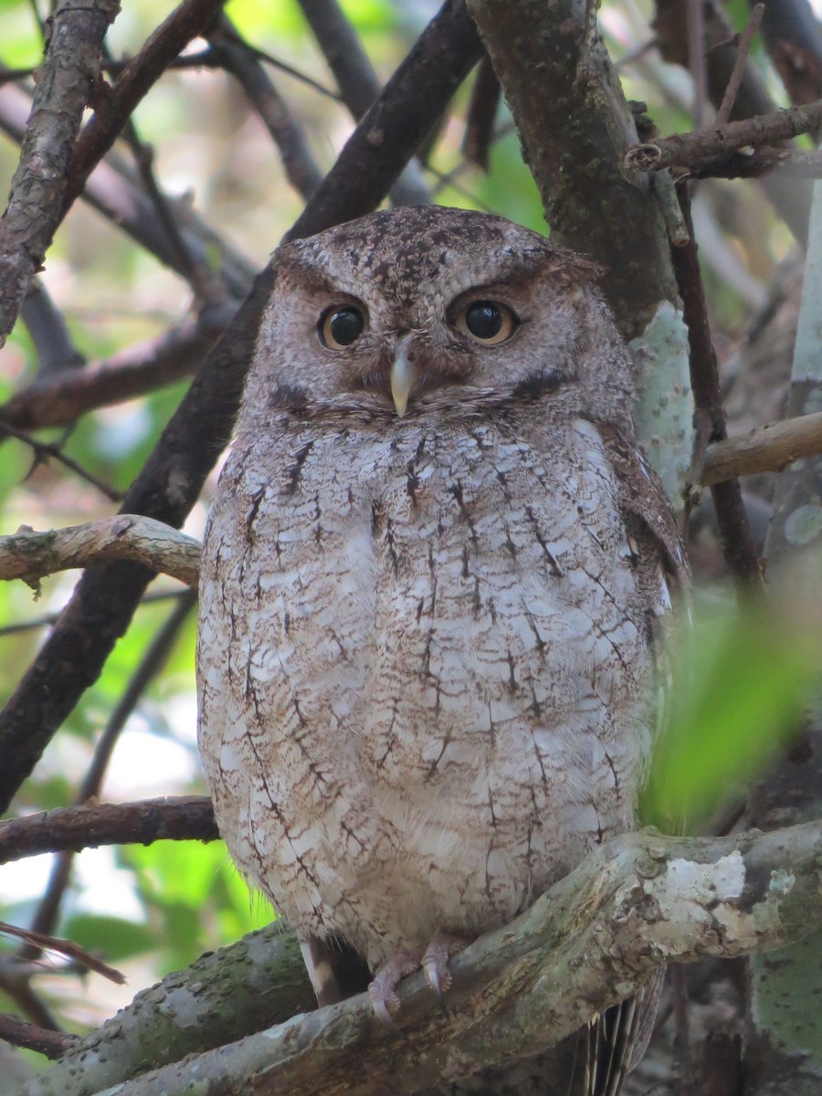 Middle American Screech-Owl - ML98431931