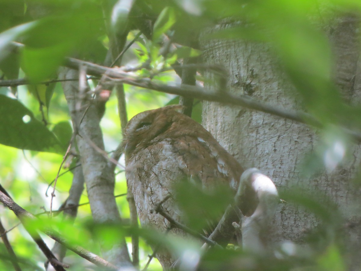 Middle American Screech-Owl - ML98432001