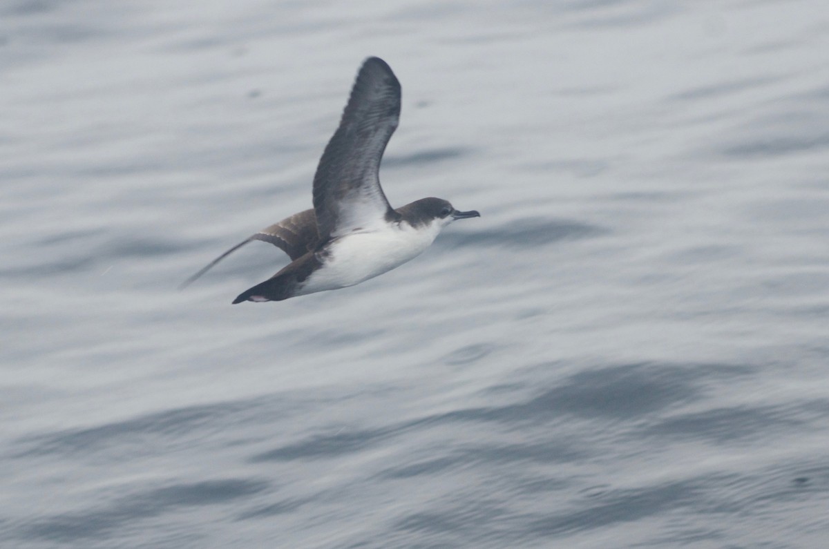 Galapagos Shearwater (Light-winged) - Jan Cubilla